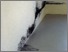 [thumbnail of Sensorium]