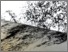 [thumbnail of Sensorium]