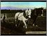 [thumbnail of Low resolution scan of positive glass lantern slide]