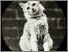 [thumbnail of Low resolution scan of positive glass lantern slide]