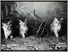 [thumbnail of Low resolution scan of positive glass lantern slide]