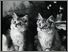 [thumbnail of Low resolution scan of positive glass lantern slide]