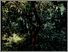 [thumbnail of Low resolution scan of positive glass lantern slide]