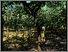 [thumbnail of Low resolution scan of positive glass lantern slide]