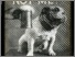 [thumbnail of Compilation of low resolution scans of positive glass lantern slides]