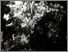 [thumbnail of Genius Loci]