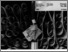 [thumbnail of Version of Record © All rights reserved]