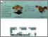 [thumbnail of FORESEE 2016 presentation boards PRINT.pdf]