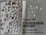 [thumbnail of Ephemeral Bodies]