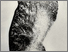 [thumbnail of Flux - Lithographic print]