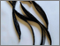 [thumbnail of Paths of Resistance]