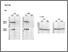 [thumbnail of 41420_2022_1185_MOESM4_ESM.pdf]