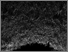 [thumbnail of Black Waters]