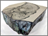[thumbnail of Veins of Transmission]