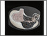 [thumbnail of stomach series 5.tif]